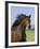 Bay Thoroughbred, Gelding, Longmont, Colorado, USA-Carol Walker-Framed Photographic Print