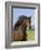 Bay Thoroughbred, Gelding, Longmont, Colorado, USA-Carol Walker-Framed Photographic Print