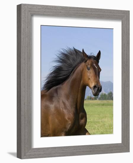 Bay Thoroughbred, Gelding, Longmont, Colorado, USA-Carol Walker-Framed Photographic Print