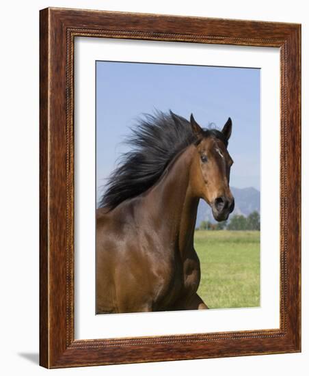 Bay Thoroughbred, Gelding, Longmont, Colorado, USA-Carol Walker-Framed Photographic Print