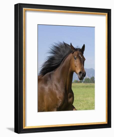 Bay Thoroughbred, Gelding, Longmont, Colorado, USA-Carol Walker-Framed Photographic Print