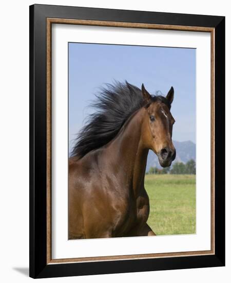 Bay Thoroughbred, Gelding, Longmont, Colorado, USA-Carol Walker-Framed Photographic Print