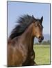 Bay Thoroughbred, Gelding, Longmont, Colorado, USA-Carol Walker-Mounted Photographic Print