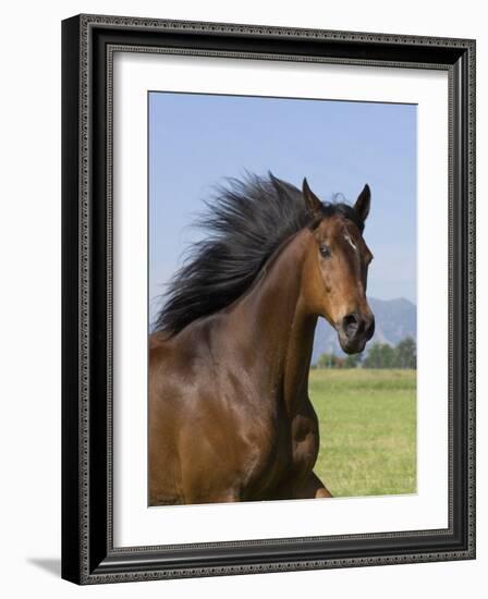 Bay Thoroughbred, Gelding, Longmont, Colorado, USA-Carol Walker-Framed Photographic Print