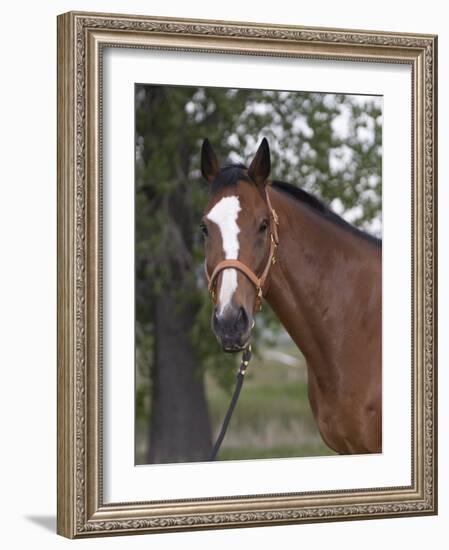 Bay Thoroughbred Gelding with Headcollar and Lead Rope, Fort Collins, Colorado, USA-Carol Walker-Framed Photographic Print