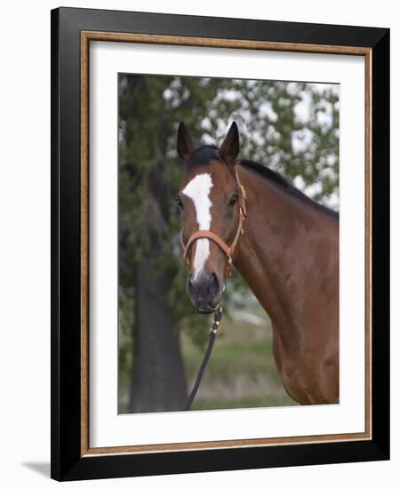 Bay Thoroughbred Gelding with Headcollar and Lead Rope, Fort Collins, Colorado, USA-Carol Walker-Framed Photographic Print