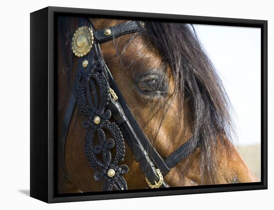 Bay Welsh Cobb Stallion, Close Up of Eye, Ojai, California, USA-Carol Walker-Framed Premier Image Canvas