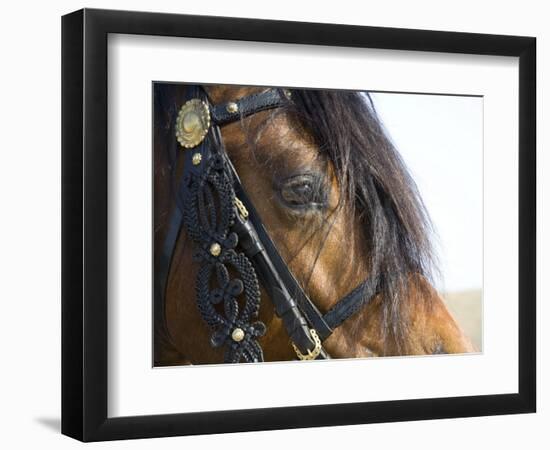 Bay Welsh Cobb Stallion, Close Up of Eye, Ojai, California, USA-Carol Walker-Framed Photographic Print