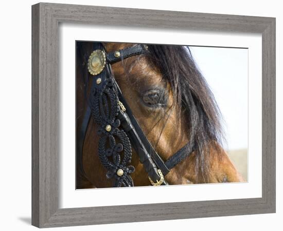 Bay Welsh Cobb Stallion, Close Up of Eye, Ojai, California, USA-Carol Walker-Framed Photographic Print