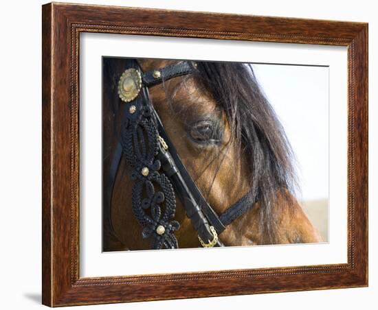 Bay Welsh Cobb Stallion, Close Up of Eye, Ojai, California, USA-Carol Walker-Framed Photographic Print