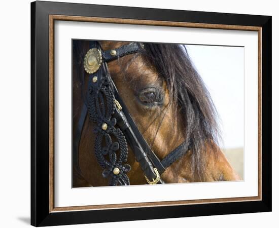 Bay Welsh Cobb Stallion, Close Up of Eye, Ojai, California, USA-Carol Walker-Framed Photographic Print