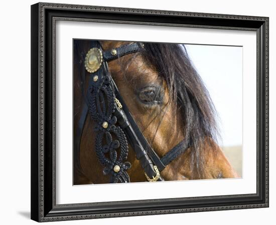 Bay Welsh Cobb Stallion, Close Up of Eye, Ojai, California, USA-Carol Walker-Framed Photographic Print