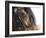 Bay Welsh Cobb Stallion, Close Up of Eye, Ojai, California, USA-Carol Walker-Framed Photographic Print