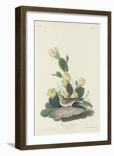 Bay-winged Bunting, 1830-John James Audubon-Framed Giclee Print