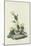 Bay-winged Bunting, 1830-John James Audubon-Mounted Giclee Print