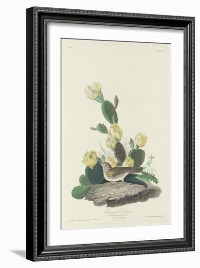 Bay-winged Bunting, 1830-John James Audubon-Framed Giclee Print