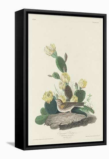 Bay-winged Bunting, 1830-John James Audubon-Framed Premier Image Canvas