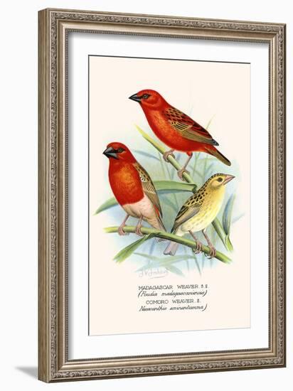 Baya Weaver-F.w. Frohawk-Framed Art Print