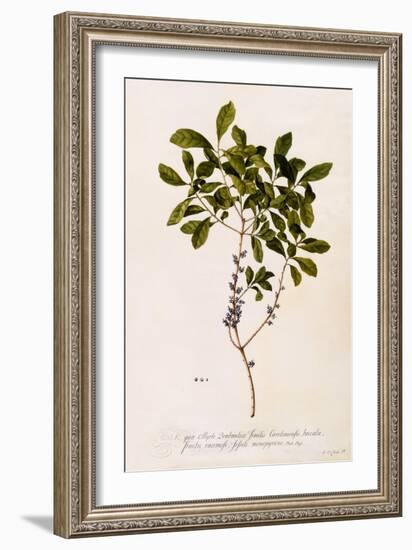 Bayberry or Myrtle, C.1746-Georg Dionysius Ehret-Framed Giclee Print