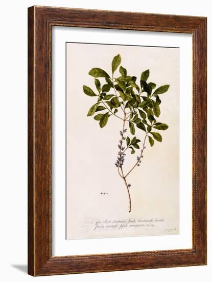 Bayberry or Myrtle, C.1746-Georg Dionysius Ehret-Framed Giclee Print