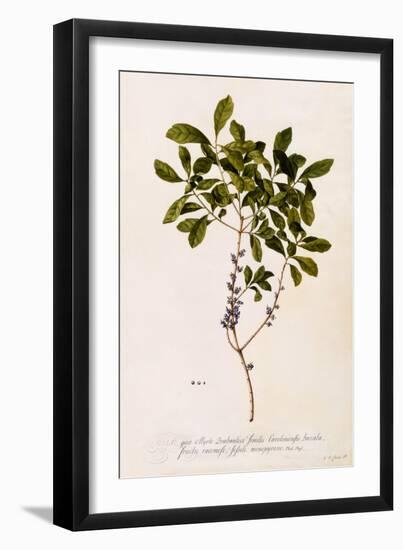 Bayberry or Myrtle, C.1746-Georg Dionysius Ehret-Framed Giclee Print