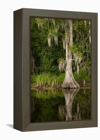 Bayou, New Orleans, Louisiana-Paul Souders-Framed Premier Image Canvas