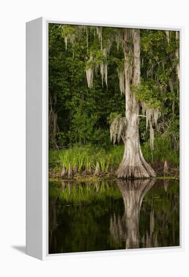 Bayou, New Orleans, Louisiana-Paul Souders-Framed Premier Image Canvas