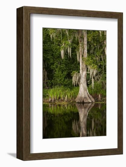 Bayou, New Orleans, Louisiana-Paul Souders-Framed Photographic Print