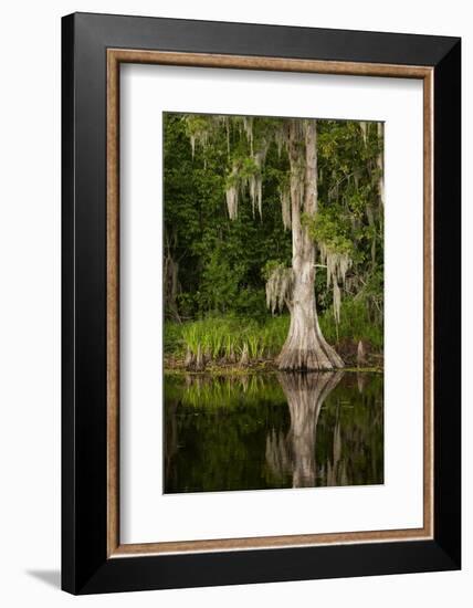 Bayou, New Orleans, Louisiana-Paul Souders-Framed Photographic Print
