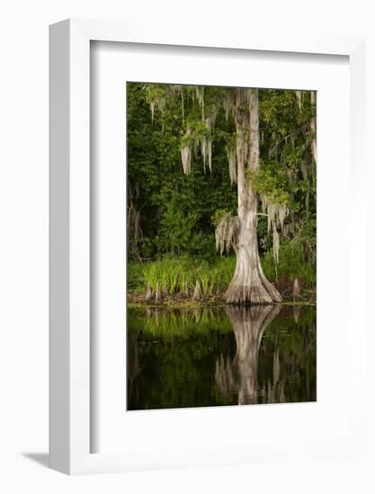 Bayou, New Orleans, Louisiana-Paul Souders-Framed Photographic Print