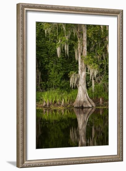 Bayou, New Orleans, Louisiana-Paul Souders-Framed Photographic Print