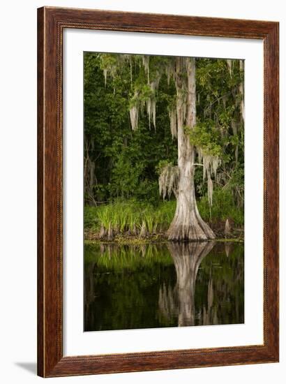 Bayou, New Orleans, Louisiana-Paul Souders-Framed Photographic Print