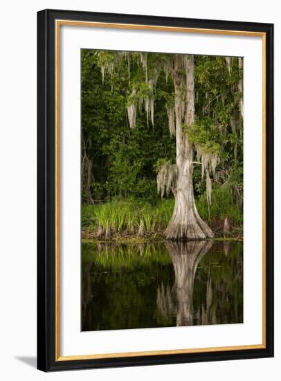 Bayou, New Orleans, Louisiana-Paul Souders-Framed Photographic Print