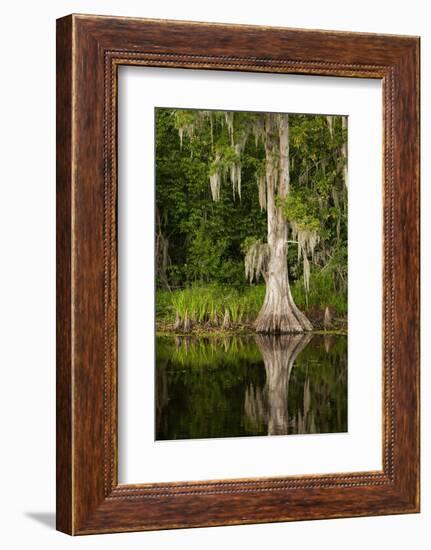 Bayou, New Orleans, Louisiana-Paul Souders-Framed Photographic Print