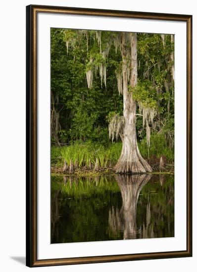 Bayou, New Orleans, Louisiana-Paul Souders-Framed Photographic Print