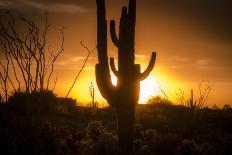 Epic Desert Sunset over Valley of the Sun, Phoenix, Scottsdale, Arizona with Saguaro Cactus in Fore-BCFC-Photographic Print