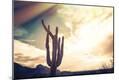 Photographic Print
