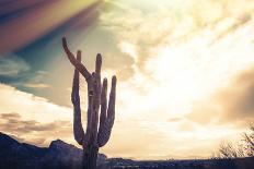 Desert Scene in Arizona as Sen Set - Saguaro Cactus Tree in Foreground-BCFC-Photographic Print