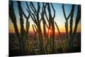 Photographic Print