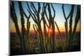 Photographic Print