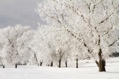 Snow at the Garden of the Gods-bcoulter-Framed Premier Image Canvas