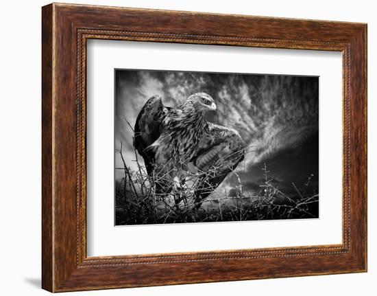 Be Alert-Mathilde Guillemot-Framed Photographic Print