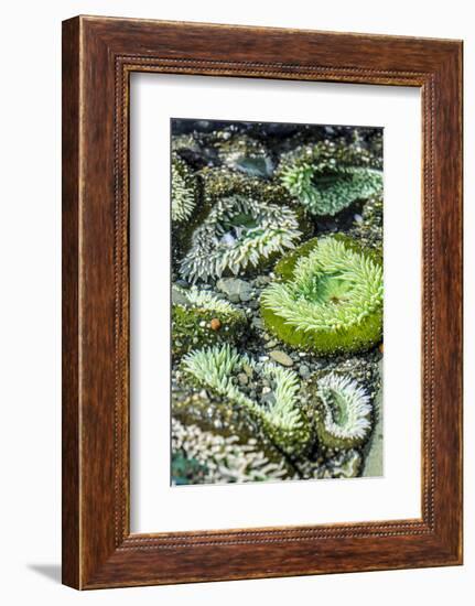 Beach 4, Kalaloch Lodge Olympic National Park, Washington State, USA. Sea anemones-Jolly Sienda-Framed Photographic Print