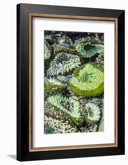 Beach 4, Kalaloch Lodge Olympic National Park, Washington State, USA. Sea anemones-Jolly Sienda-Framed Photographic Print