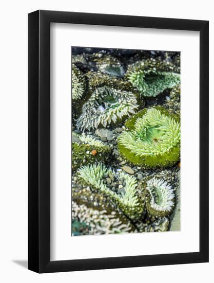 Beach 4, Kalaloch Lodge Olympic National Park, Washington State, USA. Sea anemones-Jolly Sienda-Framed Photographic Print