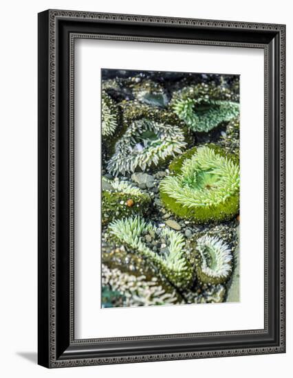 Beach 4, Kalaloch Lodge Olympic National Park, Washington State, USA. Sea anemones-Jolly Sienda-Framed Photographic Print