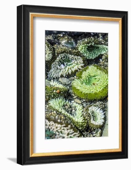 Beach 4, Kalaloch Lodge Olympic National Park, Washington State, USA. Sea anemones-Jolly Sienda-Framed Photographic Print