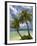 Beach and Palm Trees, Plantation Island Resort, Malolo Lailai Island, Mamanuca Islands, Fiji-David Wall-Framed Photographic Print