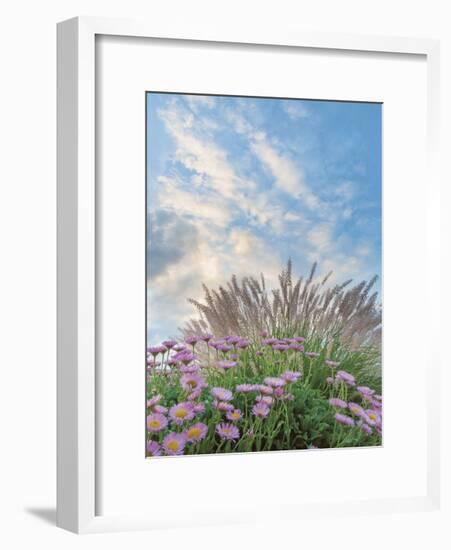 Beach Astor and Pennisetum Grass-Donald Paulson-Framed Giclee Print