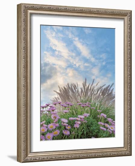 Beach Astor and Pennisetum Grass-Donald Paulson-Framed Giclee Print